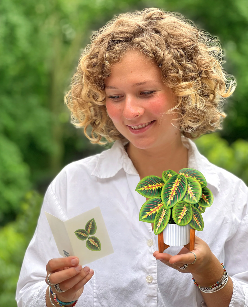 FRESHCUT PAPER 7423 PRAYER PLANT