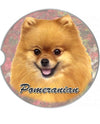 231-27 Pomeranian Car Coaster